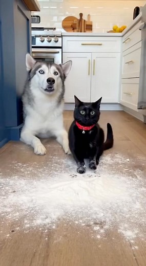 Dog and cate playing | Golden Photos | Facebook