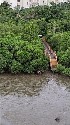 沖縄県の南側にある、湿地帯「漫湖」にやって来た鳥を眺める！(View of Lake Man, in Okinawa-JAPAN)