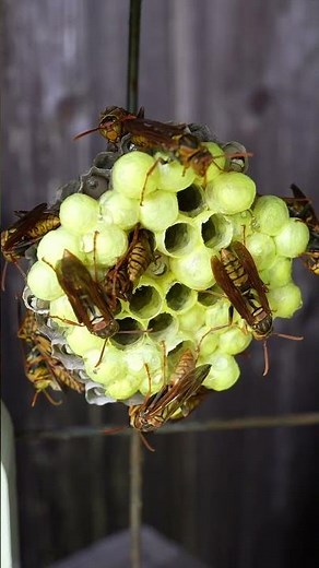 Paper Wasp Nest Cooling: Nature's Evaporative Cooling Method