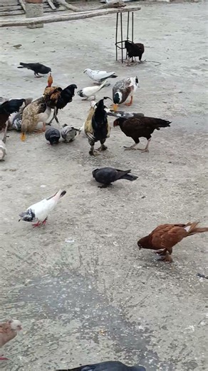 mujhe apne parindon se behat pyar hai