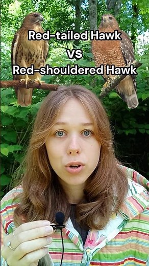 Red-tailed vs Red-shouldered Hawk #fyp #nature #birds #fy #wildlife #naturelovers #bird #birdslover