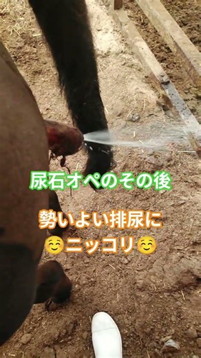 オペ後の排尿＃肥育＃尿石＃尿閉＃オペ