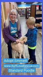 4.6K views · 74 reactions | Adopt Emmett, a Standard Poodle, through www.RuffLoveRescue.com, a rescue located in Thomasville, NC. Adoption fee $500. | Ruff Love Rescue | Facebook