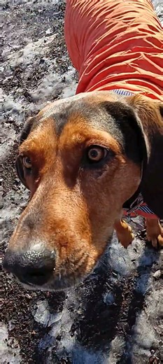 snazzy dressed hound dog howl barks