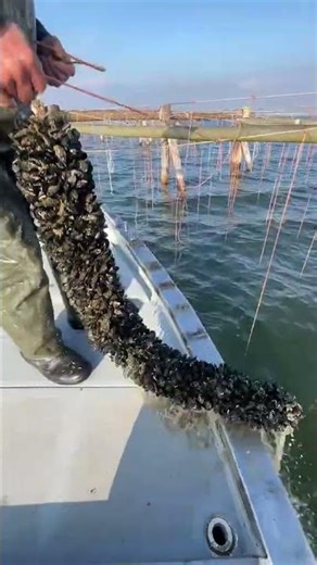 Fish Didn’t See This Coming 😱🐟 #shorts #youtubeshorts #fishhunting #fishcatch