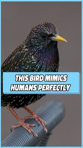 167K views · 10K reactions | Birds are fake animals confirmed ✅  #bird #birds #wildlife #comedy #humor | Dustin Poynter | Facebook