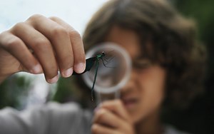 Why do we study bugs?