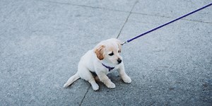 Premières promenades avec son chiot : comment les rendre efficaces ?