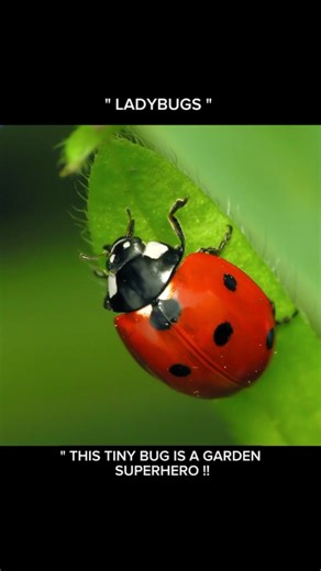 9.5K views · 191 reactions | Ladybugs This Tiny Bug is a Garden...