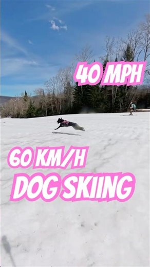 We took our DOG Skiing and she’s the most SENDY of all of us