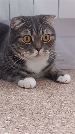 не найдётся?🐱🤗😊😅 #aleks#кот#врекомендации#видосыоткота#топ10