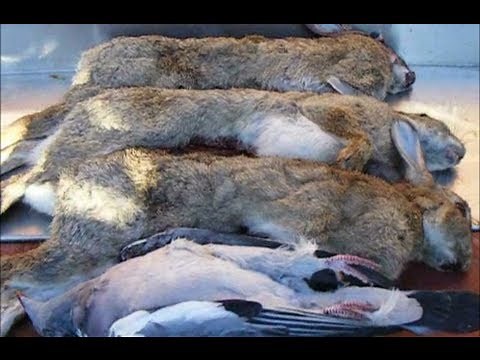 RABBIT,How To Clean And Prepare A Wild Rabbit..