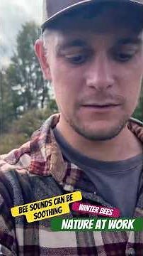 Calm your mind 🌼 Peace with Bees 🐝 | Listen & breathe with nature 🍯 #beeculture #beekeeper