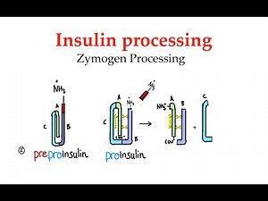 Insulin processing/Zymogen processing (#57)