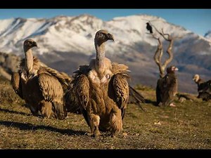 Dzika Przyroda Hiszpani - Film Przyrodniczy