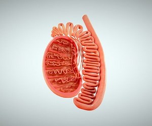 ArtStation - Male Testicles (Testes) Anatomy | Resources