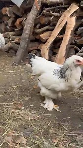 4.8K views · 65 reactions | Columbia Brehma chicken sale 7780959451 Age 6 month's Rate 7500 Location Pulwama 7780959451 Agar kisi kisi Bhai ko add karwana hai too call 9797287855 | Land of Kashmir | Facebook