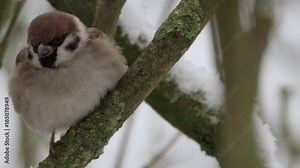 field sparrow in winter - red epic footage