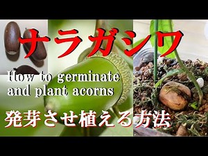 【どんぐりナラガシワ】拾ったドングリを育てて植える方法 How to plant and grow picked up acorns