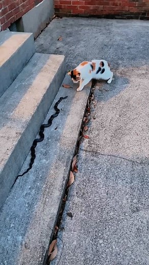 Look at the little cat jumping so high. #cat #catsoftiktok #pet #catlover #fyp #cute #foryou #funny #lovely #fypシ #FomotionalFinds #kittens
