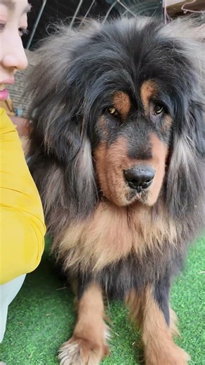 教你们一手，这可好用了【藏獒加布】 #dog #pets #加布 #萌宠 #藏獒 #宠物 #狗狗 #可爱 #shorts