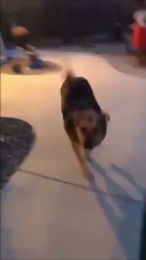 dog goes gorp original