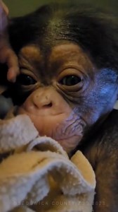 133K views · 18K reactions | Goodnight, world. 殺 #ChimpLove #Alizeti #SedgwickCountyZoo #Wichita #Kansas | Sedgwick County Zoo | Facebook