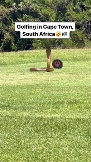 Cape Cobra on a Cape Town golf course - mongoose just behind it