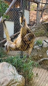 This energetic animal is the black howler monkey! Found in the middle and upper tree canopies of the forests of central South America, these New World primates are herbivores that also eat figs, plums, buds, flowers, nuts, and leaves. Leaves are not very energy-dense, so howlers spend up to 70 percent of their time resting on branches with their limbs dangling. This little one is enjoying some leaves off browse and showing off some quick climbing skills. Check out the black howler monkeys at the