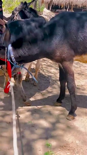 Funniest Donkey Ever Donkey Training the fun way