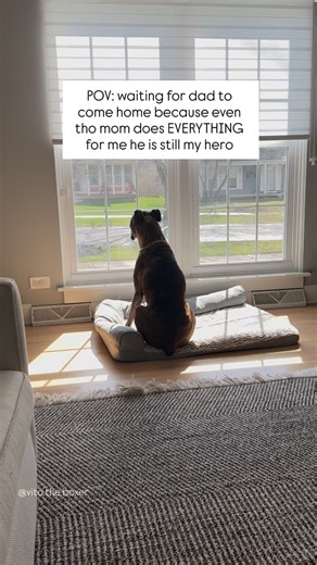 Who’s your favorite human 😆 • • #boxerdog #vitotheboxer #dog #boxer #dogsofinstagram #funnydogvideos #funnydog #dogmom #lovemydog #tiktokdog | Vito the boxer