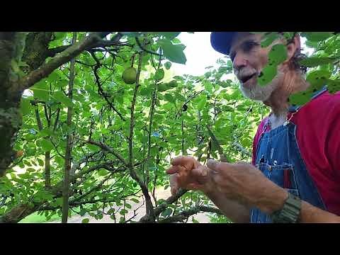 Grafting a Pear - Tree Step by Step