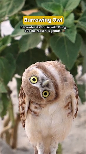 Burrowing Owl's Genius Poop Baiting Strategy Revealed