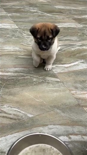 adorable puppies compilation | pure happiness (try not to smile) 🐶🥹😊 #puppy #cute #viral #viralvideo