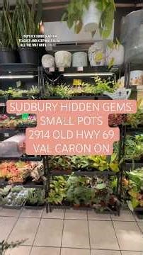 More than a plant shop 🌿 Small Pots in Sudbury is pure therapy