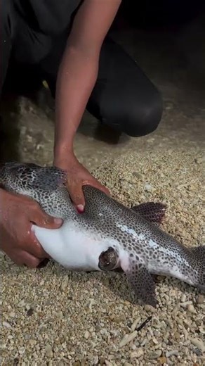 I Found a WHOLE Eel Inside This Fish! 😱