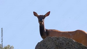 Wild Elk (Cervus canadensis nelson) in Rocky Mountains Grazing.