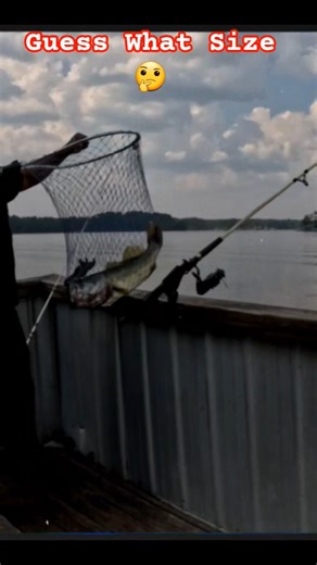 How Big Is This Bass? Take a Guess!”