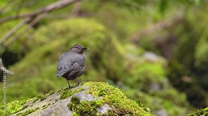 American Dipper (Cinclus mexicanus) bird perched on a green mossy rock in a mountain stream in the Olympic Mountains of Washington state