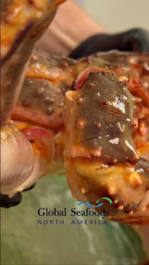 Taking Live King Crab from Tank for Cooking | Preparing Premium Crab for the Pot #KingCrabCooking