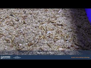 Insect rearing: separate mealworm from frass - Royal Dutch Kusters Engineering