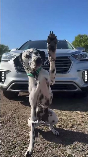 How-to: Dog Travel Kit!