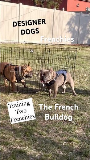 TRAINING A FRENCH BULLDOG DESIGNER DOGS #frenchbulldog #frenchies #dogtraining