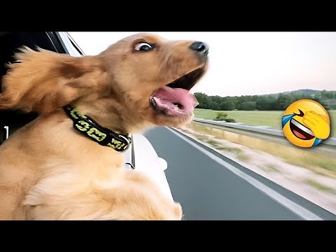 Funniest Animal Videos 2024 🤣 - Funny Cats And Dogs Videos 😇🥰