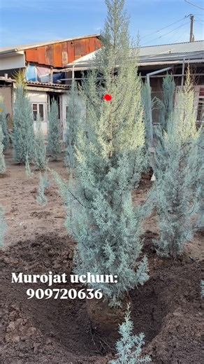 @italiya.archa_kiparis on Instagram: "Arizoniski kiparis sotiladi arginali ozilaga yoqanini tanlab osela boladi.Boyi 2m 100$ bor ozila hohlaganilani tanlab osela boladi.Ko’p osela otb beradigan joyi bor .2,5m 150$, 3m 190$ NARXI 20$ dan 190$gacha archani boyiga qarab narx ketadi Murojat uchun:909720636,905154949"