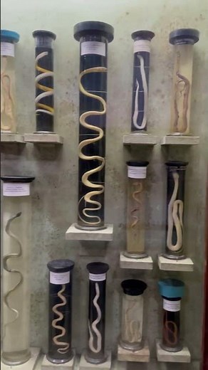 Snake collection at Chennai museum