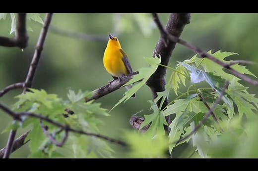 👀✨ Prothonotary Warbler 💛🖤💙 A golden glow of swampy woodlands. 🌍 Found in the southeastern United States during breeding season, this striking warbler lives in flooded forests, swamps, and river edges, nesting in tree cavities near water. It migrates to Central and northern South America for the winter. 🌿 It shines with a brilliant golden-yellow head and body, contrasted by blue-gray wings and tail. The combination of bright yellow and cool blue tones makes it one of the most distinctive w