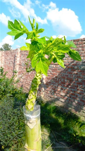 How To Graft Papaya Tree | Papaya Grafting Technique