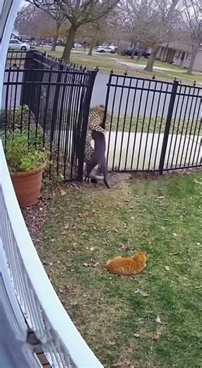LEOPARD Breaks Into House, Epic Cat vs. Leopard Fight! 😼💥