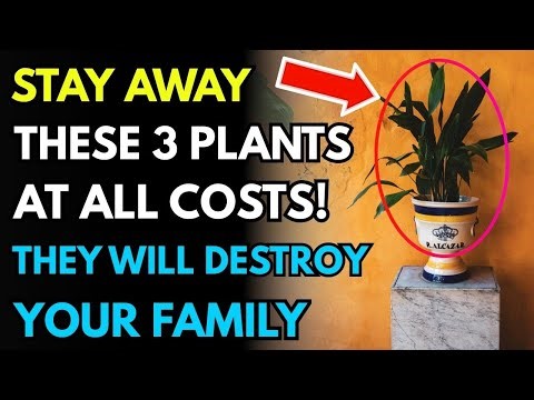 Want More Money and Wealth? These Feng Shui Plants Will Help—But Avoid These 3 at All